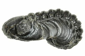 Long, Curled Austerops Trilobite - Morocco #323521