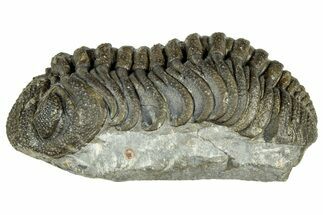 Long, Bumpy Morocops Trilobite - Issoumour, Morocco #323532