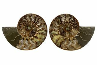 Cut & Polished, Agatized Ammonite Fossil - Madagascar #323404
