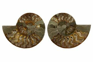 Cut & Polished, Agatized Ammonite Fossil - Deep Crystal Pockets #323405
