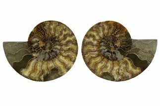 Cut & Polished, Agatized Ammonite Fossil - Madagascar #323406