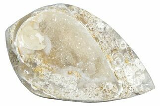 Chalcedony Replaced Gastropod With Sparkly Quartz - India #320818