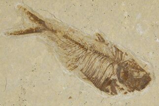 Detailed Fossil Fish (Diplomystus) - Wyoming #318621