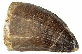 Fossil Mosasaur (Prognathodon) Tooth - Morocco #322704