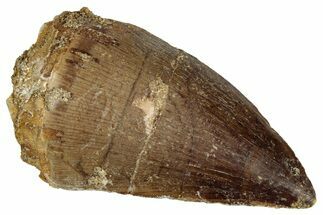 Fossil Mosasaur (Prognathodon) Tooth - Morocco #322716