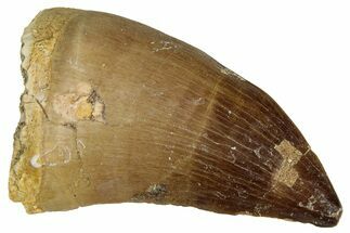 Fossil Mosasaur (Prognathodon) Tooth - Morocco #322717
