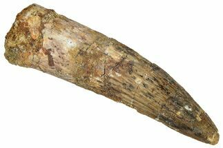 Fossil Spinosaurus Tooth - Real Dinosaur Tooth #324862