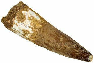 Fossil Spinosaurus Tooth - Real Dinosaur Tooth #324869