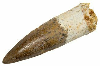Fossil Spinosaurus Tooth - Real Dinosaur Tooth #324835
