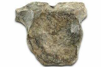 Fossil Hadrosaur Anterior Caudal Vertebra - Montana #325119