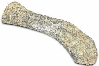 Fossil Ornithopod Dinosaur (Dryosaurus) Humerus - Wyoming #325127