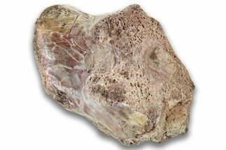 Triassic Fossil Phytosaur Vertebra - New Mexico #325133
