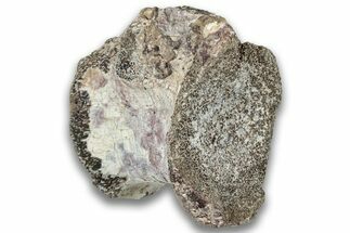 Triassic Fossil Phytosaur Vertebra - New Mexico #325137