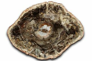Colorful Petrified Wood (Araucaria) Round - Madagascar #325141