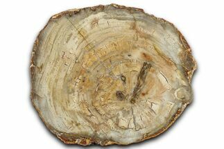 Beautiful, Petrified Wood (Araucaria) Slab - Madagascar #325148