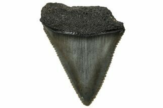Serrated, Fossil Great White Shark Tooth - South Carolina #325163