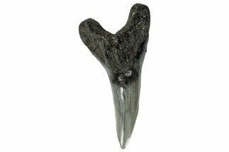 Snaggletooth Shark (Hemipristis) Lower Tooth - South Carolina #325174