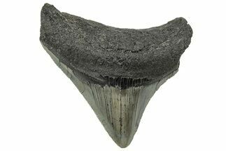 Serrated, Posterior Megalodon Tooth - South Carolina #325200