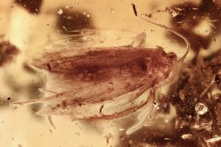 Detailed Fossil Moth, Ants, and Beetle in Baltic Amber #325254