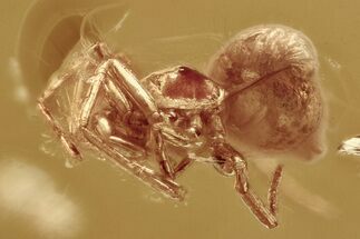 Detailed Fossil Spider (Araneae) In Baltic Amber #325255