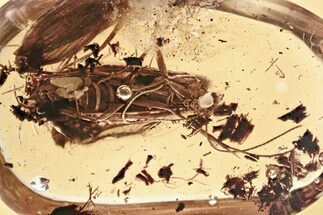 Detailed Fossil Caddisfly (Trichoptera) In Baltic Amber #325299