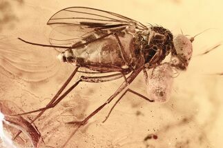 Fossil Fly (Dolichopodidae) w/ Attached Phoretic Mite in Baltic Amber #325336