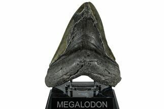 Bargain, Fossil Megalodon Tooth - Giant River Meg #325243