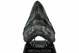 Fossil Megalodon Tooth - Beast From South Carolina #325250