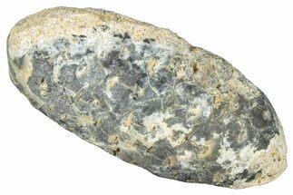 Fossil Cycadophyte Seed Cone - Boujdour, Morocco #325290