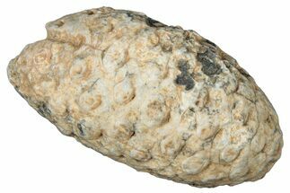 Fossil Cycadophyte Seed Cone - Boujdour, Morocco #325307