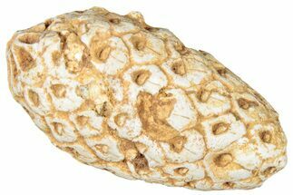 Fossil Cycadophyte Seed Cone - Boujdour, Morocco #325317