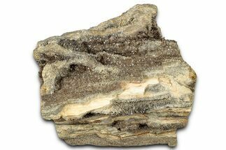 Glittering Petrified Wood with Druzy Quartz - Alabama #325354