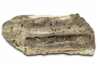 Glittering Petrified Wood with Druzy Quartz - Alabama #325379
