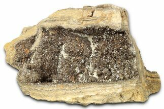 Glittering Petrified Wood with Druzy Quartz - Alabama #325394