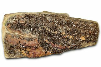 Glittering Petrified Wood with Druzy Quartz - Alabama #325400