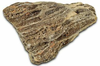 Glittering Petrified Wood with Druzy Quartz - Alabama #325409