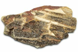 Glittering Petrified Wood with Druzy Quartz - Alabama #325413