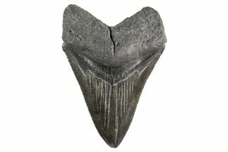 Serrated, Fossil Megalodon Tooth - South Carolina #321340
