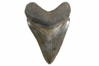 Serrated, Fossil Megalodon Tooth - Collector Quality #325232