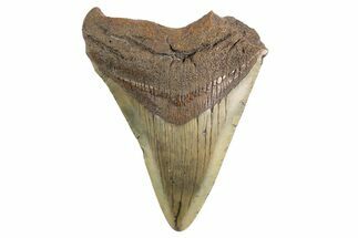 Fossil Megalodon Tooth - South Carolina #325238