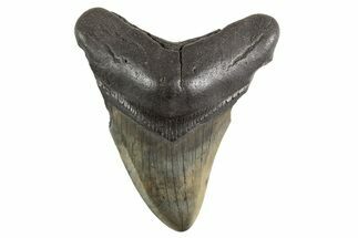 Fossil Megalodon Tooth - South Carolina #325239