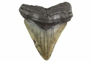 Fossil Megalodon Tooth - South Carolina #325240