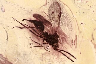 Detailed Fossil Parasitoid Wasp and Mites In Baltic Amber #325360
