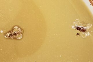 Fossil Thrip (Thysanoptera) and Wasp (Scelionidae) In Baltic Amber #325381