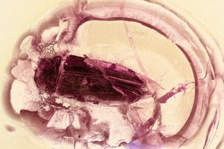 Fossil Soft-Bodied Plant Beetle and Spider in Baltic Amber #325391