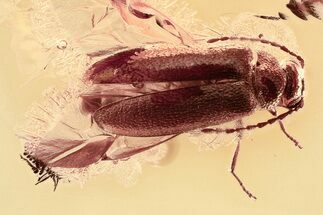 Detailed Fossil False Flower Beetle (Scraptiidae) in Baltic Amber #325393
