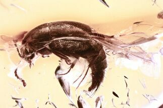 Detailed Fossil Rove Beetle (Tachyporinae) in Baltic Amber #325399