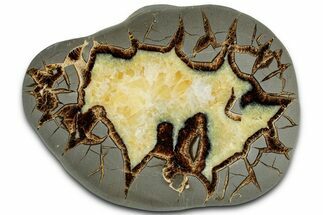 Polished Septarian Slab - Utah #318127