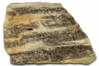 Glittering Petrified Wood with Druzy Quartz - Alabama #325497