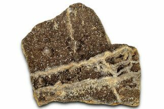 Glittering Petrified Wood with Druzy Quartz - Alabama #325499